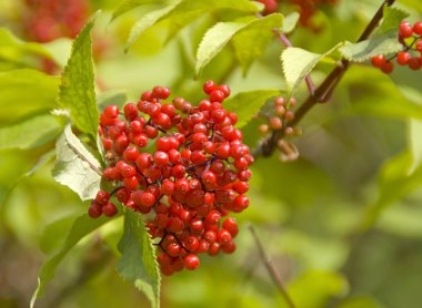 Olgun Kartopu çiçeği