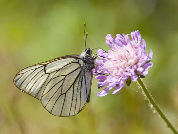 La macro de la mariposa en la flor —  Fotos de Stock