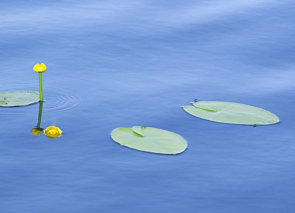 The water lilies — Stock Photo, Image