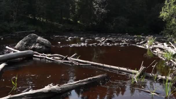 Dammen vid floden vild skog — Stockvideo