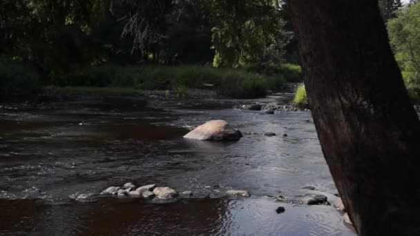 Stony river i vilda skogen — Stockvideo
