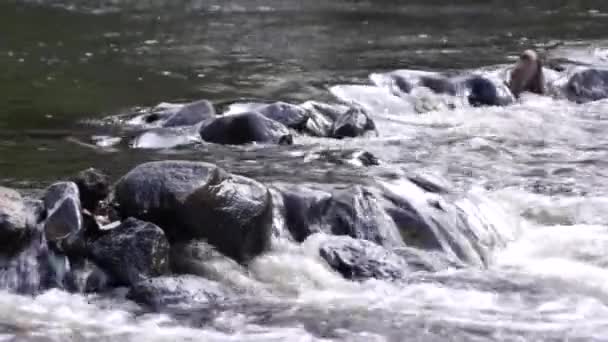 Vattnet i floden flyter genom stenar — Stockvideo