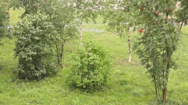 Les arbres sous la pluie en été — Video