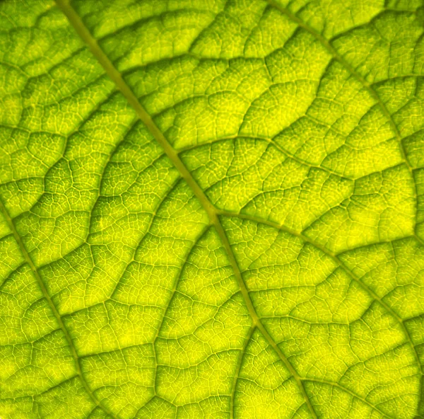 Makro doku yeşil yaprak - Stok İmaj