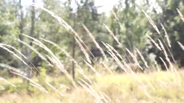 Ears of grass swaying in the breeze — Stock Video