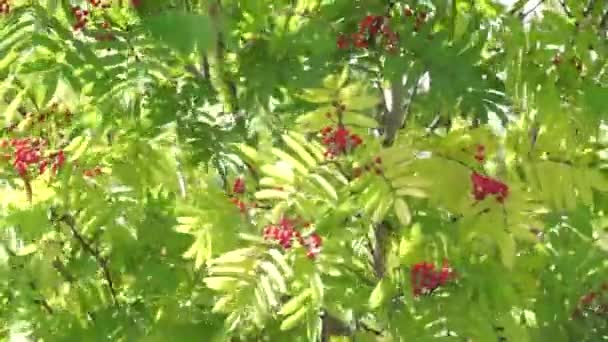 Rowan tree in the breeze — Stock Video