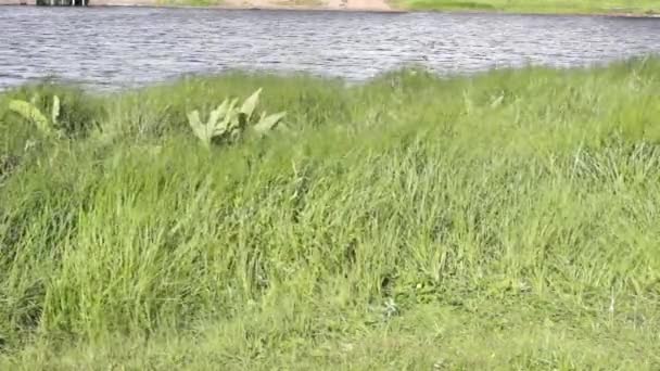 Sterke wind en groen gras — Stockvideo