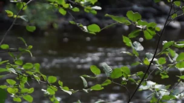 Vue de l'eau de la rivière à travers les feuilles 