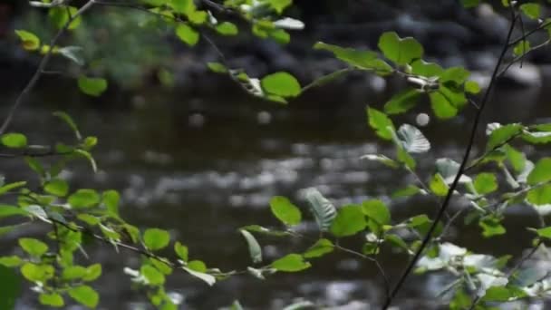 Uitzicht over het rivierwater door de bladeren — Stockvideo