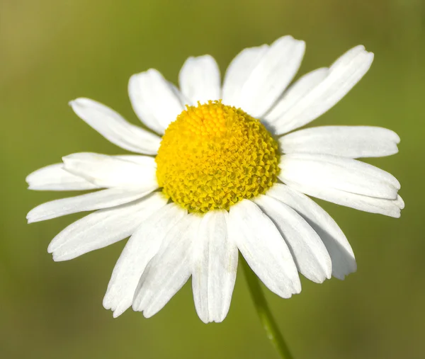 Flor de camomila única — Fotografia de Stock