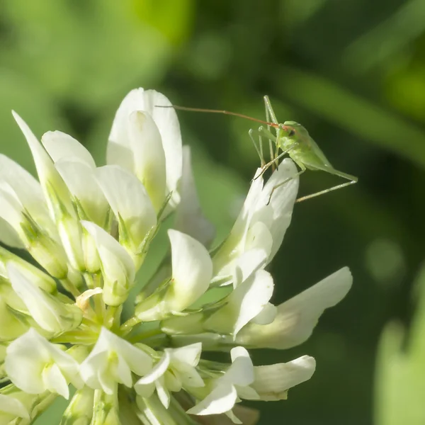 Piccolo insetto su un trifoglio di fiori — Foto Stock