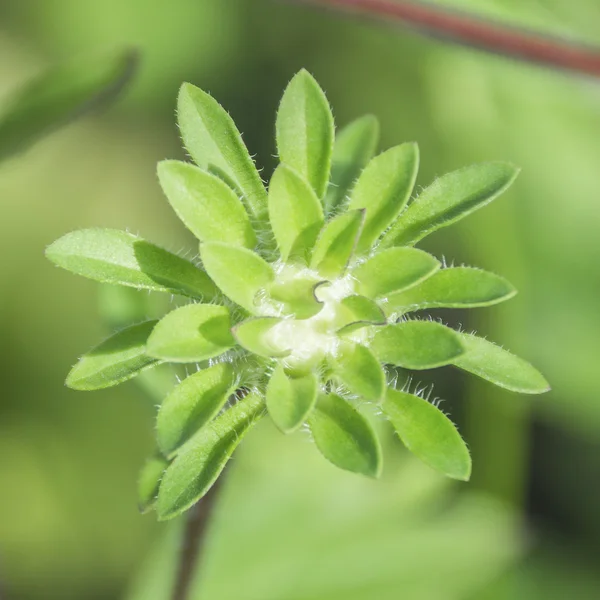 Flor verde — Fotografia de Stock