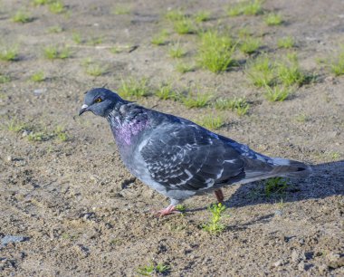 Güvercin yerde yürür