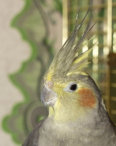 Porträt eines Papageis — Stockfoto