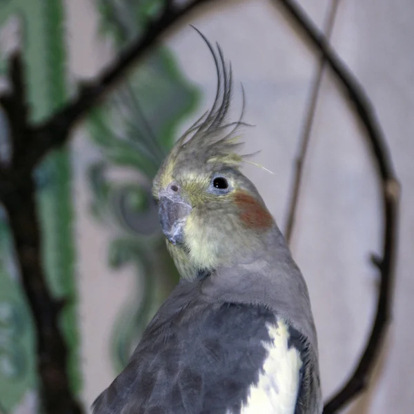 Parrot posing — Stock Photo, Image