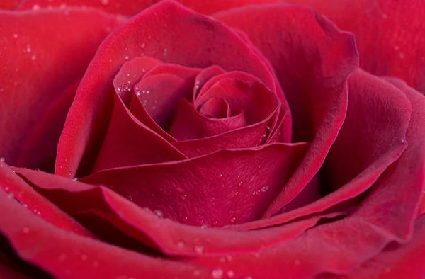 Macro rose flower — Stock Photo, Image