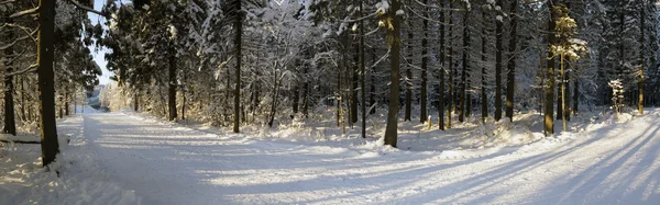 Panorama van ski track in Russische bos — Stockfoto