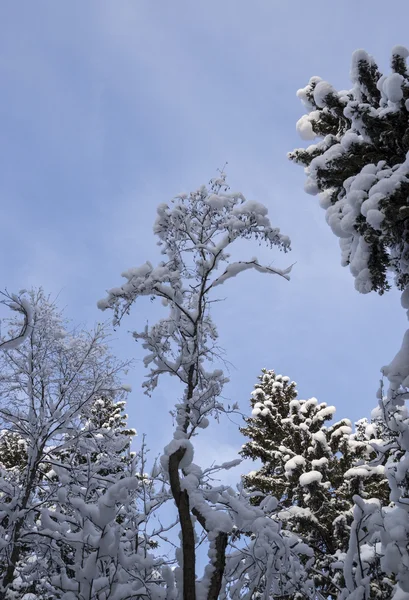 Witte sneeuw op bomen in bos — Stockfoto