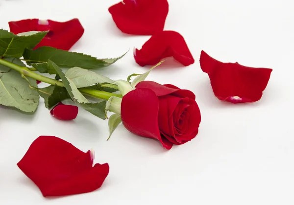 Red rose and rose petals around — Stock Photo, Image
