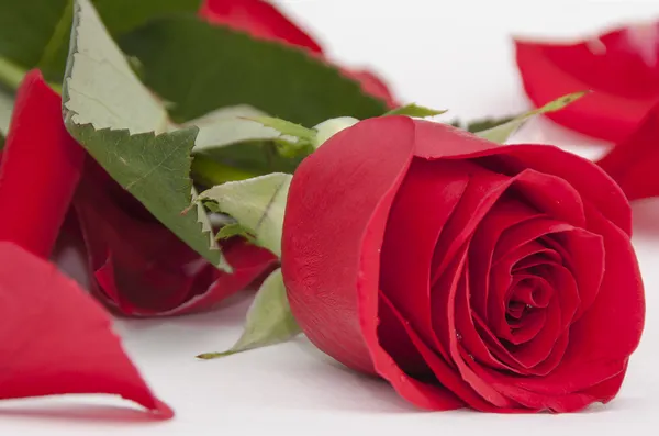 Red rose close up — Stock Photo, Image