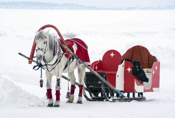 O cavalo aproveitou a um trenó no inverno — Fotografia de Stock