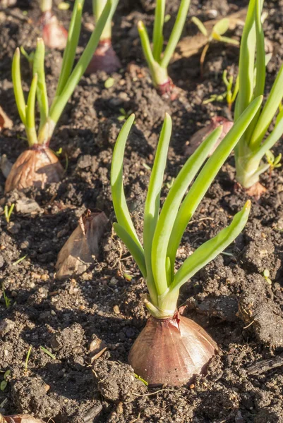 Natural onions growing in the bed — Stock Photo, Image