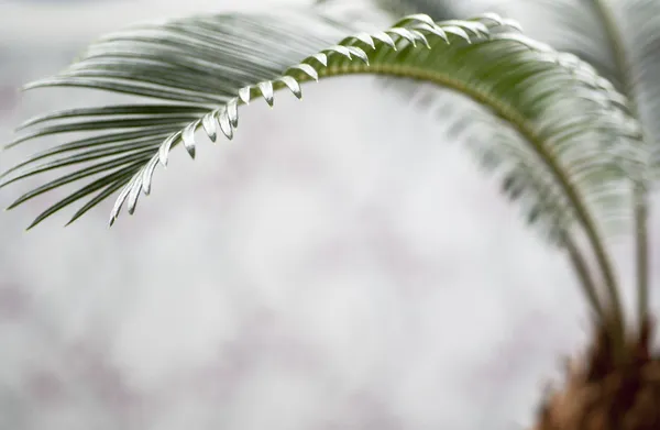 Palm trees sprout — Stock Photo, Image
