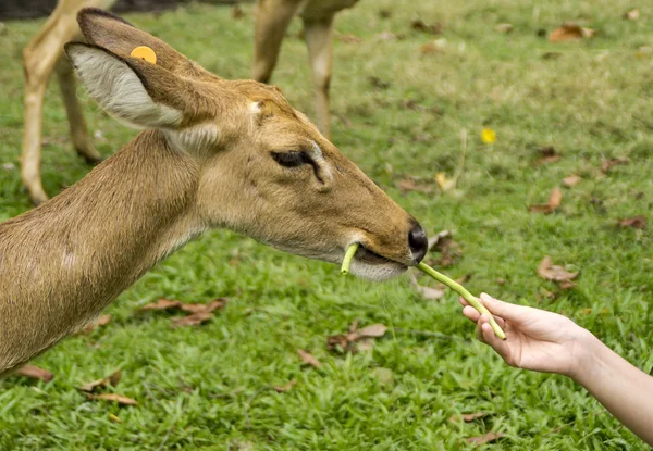 Deer feeding with hands — Stock Photo, Image