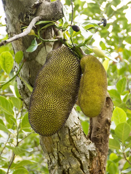 Durians — Stock Photo, Image