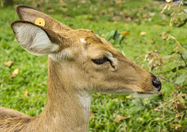 The deers head — Stock Photo, Image