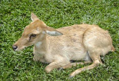 Yeşil çimenlerin üzerinde geyik