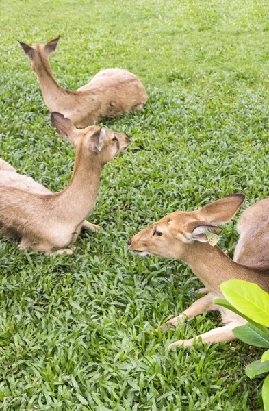 Три оленя на зеленой траве — стоковое фото