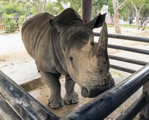 Ogromny czarny nosorożec w Tajlandii zoo — Zdjęcie stockowe
