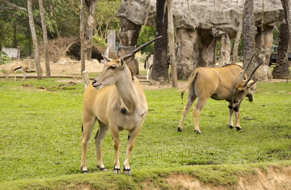 Terrain à cornes en Thaïlande zoo — Photo