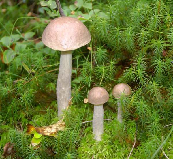 Mushroom family in the mossy tussock — Stock Photo, Image
