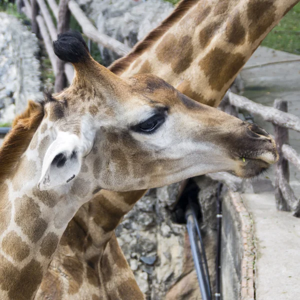 Head of giraffe in Zoo — Stock Photo, Image