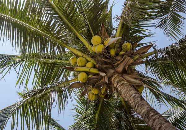 Cocopalm with coconuts — Stock Photo, Image