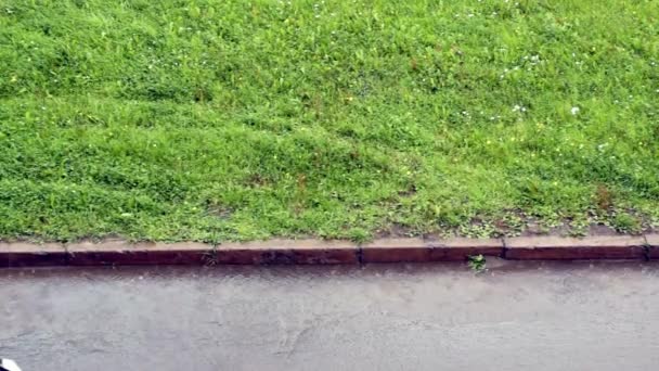 Chuva cai sobre a grama e asfalto — Vídeo de Stock