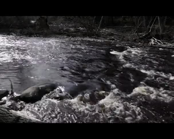 Río arroyo en primavera — Vídeos de Stock
