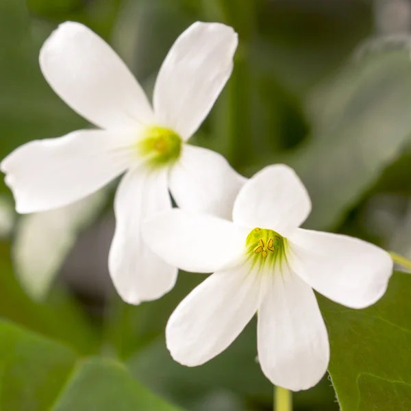 Couple of white flowers macro — Stock Photo, Image
