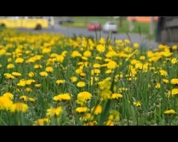 Sárga pitypang és az autópálya forgalom — Stock videók