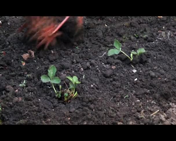 Tillage van aardbeien tuin bed — Stockvideo