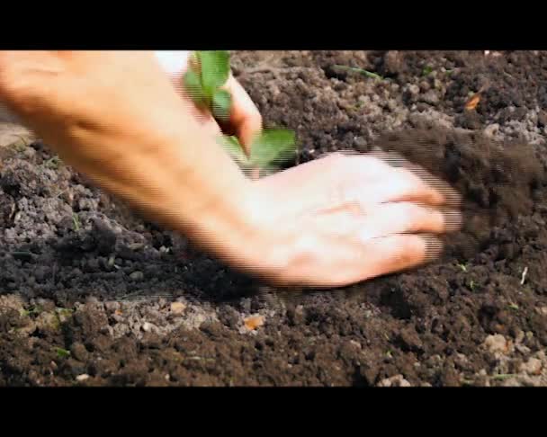 Φράουλες φυτά τα χέρια — Αρχείο Βίντεο