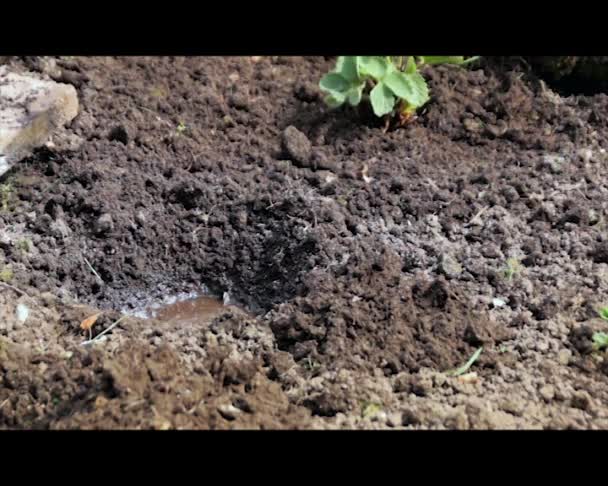 Planting strawberries — Stock Video