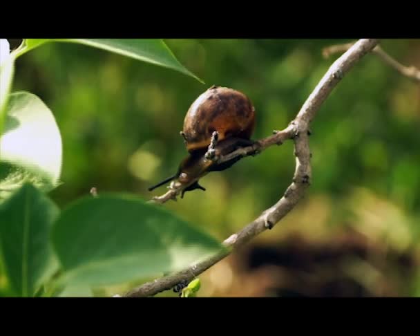 Caracol com antenas no ramo na brisa — Vídeo de Stock