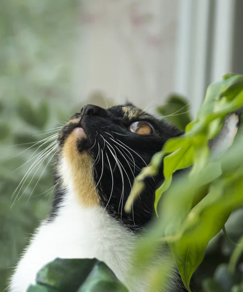 Gato mira hacia arriba — Foto de Stock