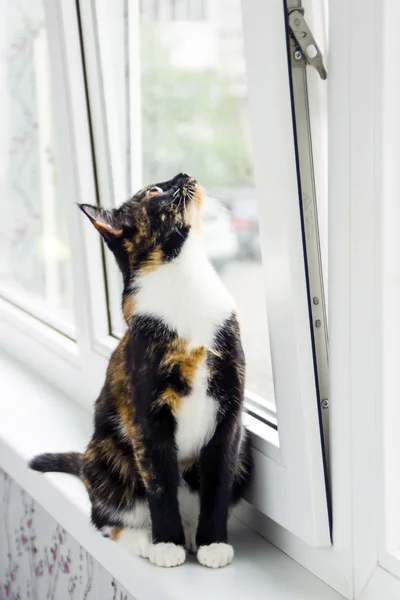 Tricolor gato en la ventana alféizar — Foto de Stock