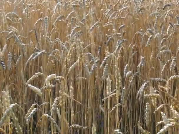 Golden wheat field — Stock Video