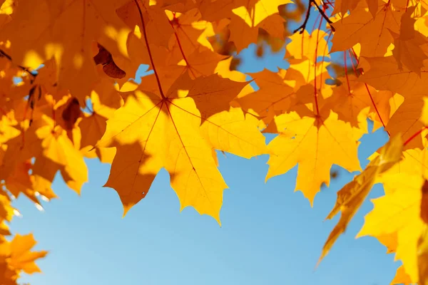 Осенняя Яркая Кленовая Листва — стоковое фото