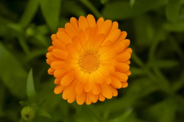 绿叶中美丽的单瓣橙色月桂花或金盏花 — 图库照片